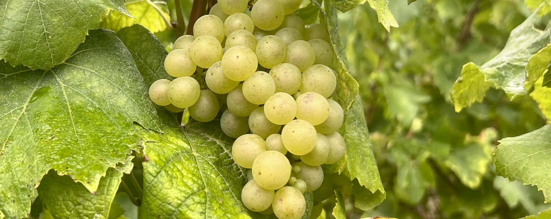 Champagne Diogène Tissier -   Vendanges 2025